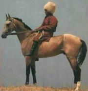 Ahaltechin - Un ahaltechin (cunoscut şi că Ahaltekin - Cai!