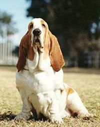 Basset Hound - Talie: mica Tara de origine: UK 1885 Culori - Caini