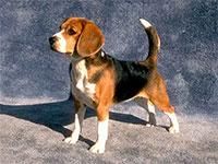 Beagle - Deea 31 - Caini