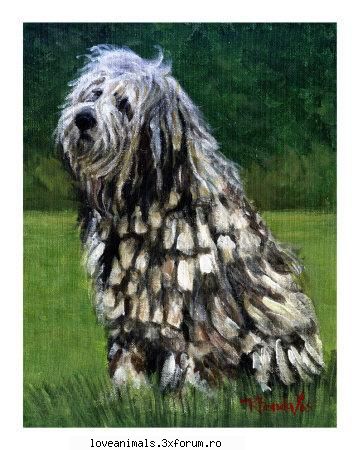 Bergamasco - love.lucky_petra - Caini