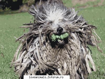 Bergamasco - love.lucky_petra - Caini