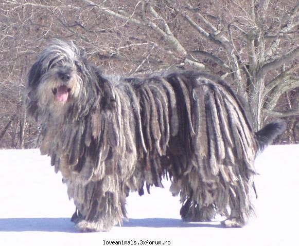 Bergamasco - love.lucky_petra - Caini