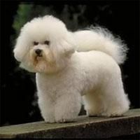 bichon frise
