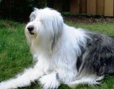 Bobtail sau Old English Sheepdog - love.lucky_petra - Caini