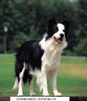 Border collie-ul - Deea 31 - Caini