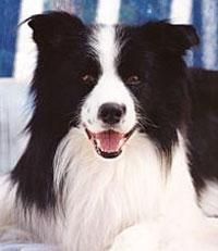 Border collie-ul - Deea 31 - Caini