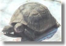Broasca testoasa cu capac sau greaca (testudo greaca ibera) - Brosaca trestoasa cu capac - Broaste Testoase