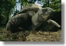 Broasca testoasa cu capac sau greaca (testudo greaca ibera) - diana_love_animals - Broaste Testoase