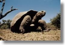 3 broscute broasca testoasa cu capac sau greaca (testudo greaca ibera)