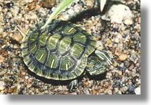 Broasca testoasa cu tample rosii sau de Folrida (chrysemys scripta ele - Este o specie de t - Broaste Testoase