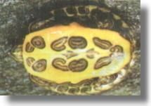 Broasca testoasa cu tample rosii sau de Folrida (chrysemys scripta ele - burta broscutei - Broaste Testoase