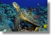 Broasca testoasa de mare (caretta caretta) - Cu toate ca nu se creste in captivitate decat - Broaste Testoase