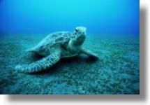 Broasca testoasa de mare (caretta caretta) - testoase acvatice - Broaste Testoase