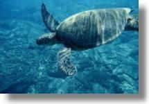 Broasca testoasa de mare (caretta caretta) - diana_love_animals - Broaste Testoase