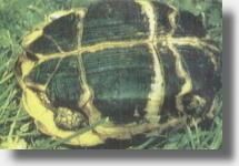 Broasca testoasa de stepa (testudo horsfieldii) - De talie mai redusa, prezinta variatii - Broaste Testoase
