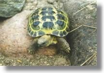 Broasca testoasa de stepa (testudo horsfieldii) - diana_love_animals - Broaste Testoase