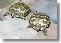 Broasca testoasa de stepa (testudo horsfieldii) - inca o testoasa - Broaste Testoase