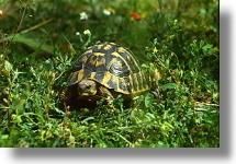 broasca de talie mijlocie, are circa 4 cm la nastere si respectiv 15-30 la varsta de adult.