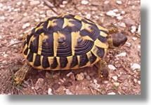 Broasca testoasa de uscat sau Hermann (testudo hermanni) - diana_love_animals - Broaste Testoase