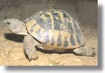 a treia broasca testoasa de uscat sau hermann (testudo hermanni)