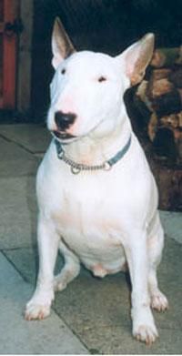 Bull Terrier Englez - Deea 31 - Caini