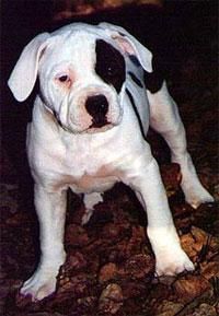 Bulldog American - Deea 31 - Caini