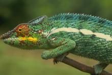 Cameleon - Soparla exotica care si-a castigat notorietatea - Reptile
