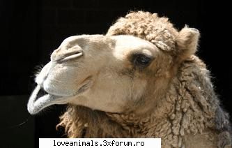 Camila - Deea 31 - Animale din Desert