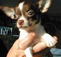 Chihuahua - Deea 31 - Caini