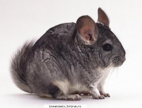 Chinchilla - Chinchilla este un rozator care din ce in ce mai - Rozatoare