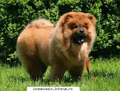 Chow-Chow - Talie: medie Tara de origine: China - 1903 - Caini
