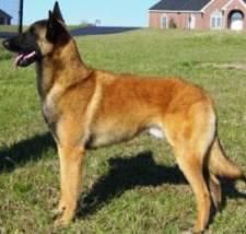 Ciobanescul Belgian Malinois - love.lucky_petra - Caini