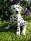Dalmatian - Deea 31 - Caini