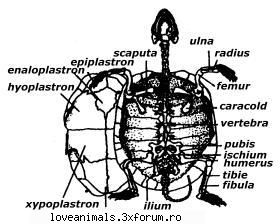 a patra poza descriere