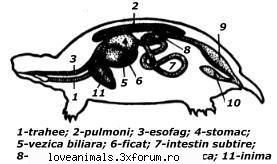 Descriere - diana_love_animals - Broaste Testoase
