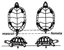 Descriere - diana_love_animals - Broaste Testoase