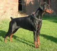 Doberman - Talie: medie Tara de origine: Germania 1908 - Caini