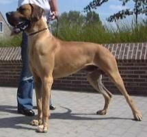 Dogul German - Tara in care este inregistrat: Germania Inaltime - Caini