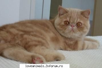 Exotic shorthair - Rasa Exotic shorthair este o rasa creata de om - Pisici