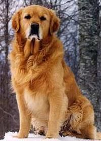 golden retriver