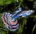 Guppy - Guppy este unul dintre cei mai comuni si frumosi - Animale Acvatice