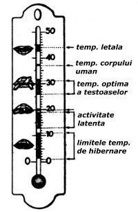 Hibernarea - Reglarea termica la broastele testoase Broastele - Broaste Testoase