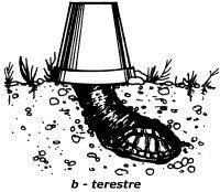 Hibernarea - face parte din poza anterioara - Broaste Testoase
