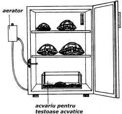 Hibernarea - Temperatura ideala de hibernare este cuprinsa - Broaste Testoase