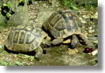 2 broscute flamande hrana