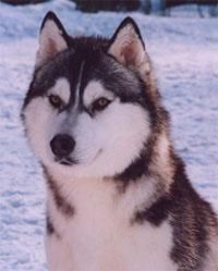 husky siberian