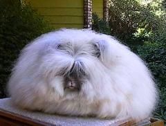 Iepurele de Angora - Datorita blanii sale lungi spectaculoase - Rozatoare