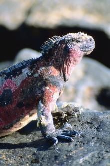 Iguana - Animal de companie spectaculos datorita - Reptile