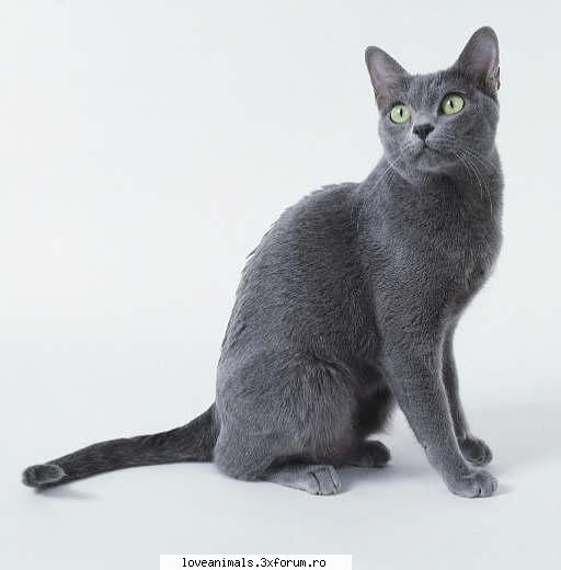 Korat - Aceasta rasa originara din Tailanda este una din - Pisici