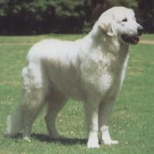 Kuvasz - love.lucky_petra - Caini